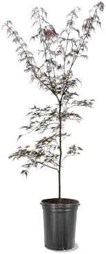Tamukeyama Japanese Red Maple Live Tree, 1-2 ft, 1 gal Pot by Unknown