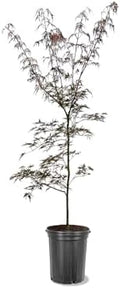 Tamukeyama Japanese Red Maple Live Tree, 1-2 ft, 1 gal Pot by Unknown