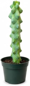 Boobie Cactus Live Plant, Rare Sculptural Indoor Outdoor Succulent - 4 inch by NYCitySucculents