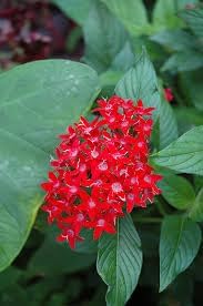 Pentas Lanceolata Ruby Glow Live Plants | Pack of 2 (Two) | 5-9" Tall | Egyptian Starcluster | Brilliant Red Flowers with White Eyes | Tall-Growing Outdoor Butterfly Magnet - Image 2
