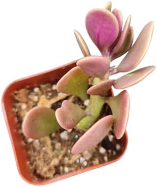 Live Succulent Cactus Plants (2" Pot Senecio Jacobsenii Trailing Jade) by USKC