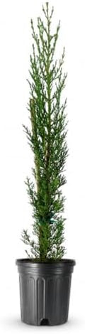 Italian Cypress | 2 Large Trade Gallon Size Trees | Cupressus sempervirens | Narrow Evergreen Plants | Tall Privacy Landscaping | Upright Ornamental Outdoor Plant by FloridaFoliage
