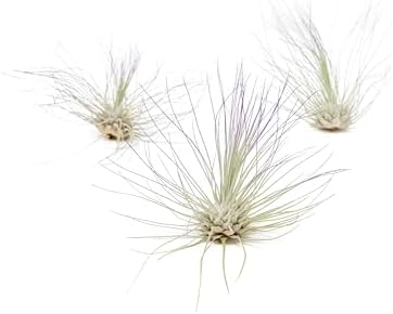 Purple Colorful Tillandsia Air Plants - Long Lasting Color Enhanced Live Tillandsia Succulent House Plants - Home and Garden Decor - Easy Care Indoor and Outdoor (Argentea Thin, Single) - Image 2