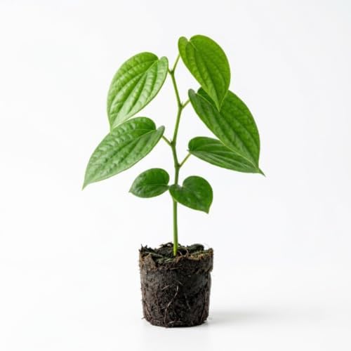 Black Pepper Plant Live, Piper Nigrum Plant, 5 - 7 Inc Tall, Climbing Vines - Image 6