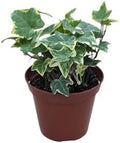 Gold Child English Ivy Plant, 4 Inch Pot, Live Indoor Houseplant by Unknown