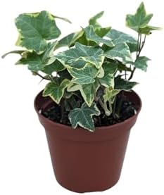 Gold Child English Ivy Plant, 4 Inch Pot, Live Indoor Houseplant by Unknown