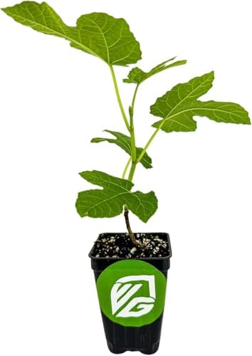 Celeste Fig Tree (1-Pack) Live Starter Plant by Wellspring Gardens - Image 2