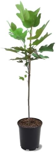 Tuliptree, 1 Gallon Live Nursery Pot, Fast-Growing Flowering Shade Tree | Arbor Day Foundation (Due to Agricultural Laws, Unavailable to CA or AZ) by ArborDayFoundation
