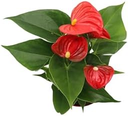 California Tropicals Anthurium Red - Live House Plants Indoor, 4 Inch Pot for Easy Care, Perfect for Office, Home & Flamingo Decor, Real Plant, Plant Gift, Flowering Plants, Sympathy Flowers - Image 2