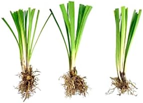 Super Blue Liriope Muscari - 10 Bare Root Plants - Evergreen Ground Cover Grass by FloridaFoliage