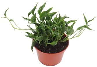 Shangri la Epipremnum - 6'' from California Tropicals by CaliforniaTropicals