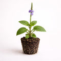 Blue Porterweed Stachytarpheta Live Plant Starter Plug 2-Pack | Blue Flower Spikes | Butterfly and Hummingbird Plant for Full Sun Pollinator Gardens by PLANTNOOK