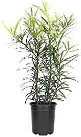 Podocarpus Japanese Yew | 5 Large 4 Inch Pots | Podocarpus Macrophyllus | Evergreen Shrub, Low Maintenance, Drought Tolerant, Privacy Screen Landscaping, Fast Growing, Ornamental Foliage by FloridaFoliage