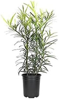 Podocarpus Japanese Yew | 3 Large 4 Inch Pots | Podocarpus Macrophyllus | Evergreen Shrub, Low Maintenance, Drought Tolerant, Privacy Screen Landscaping, Fast Growing, Ornamental Foliage by FloridaFoliage