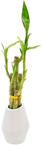 Arcadia Garden Products 5-Stem Lucky Bamboo, Live Indoor Plant in Dimension II Ceramic Planter for Home, Work, or Gift, White. ***Cannot Ship to Hawaii*** - Image 2