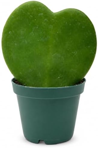 Hoya Heart Kerri Live Plant 2 inch Pot - Heart Succulents Plants Live by NYCitySucculents