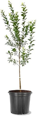 American Plant Exchange Methley Plum Tree, 5 Gallon Pot, 3-4ft Tall, Large Outdoor Landscape Garden Plant, Live Fruiting Plant, Easy-to-Grow Variety with Sweet Juicy Plums by AmericanPlantExchange