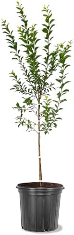 American Plant Exchange Methley Plum Tree, 5 Gallon Pot, 3-4ft Tall, Large Outdoor Landscape Garden Plant, Live Fruiting Plant, Easy-to-Grow Variety with Sweet Juicy Plums by AmericanPlantExchange