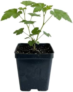Live Thimbleberry Plant, Berry Plant, 4-6 Inch Tall, 5 Inch Pot - Image 6