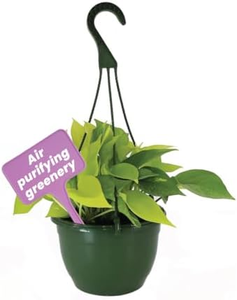 American Plant Exchange Neon Pothos – Live 8-Inch Hanging Basket, Bright Green Trailing Vine, Easy-Care Air Purifying Houseplant for Hanging Planters, Shelves & Indoor Home or Office Décor by AmericanPlantExchange