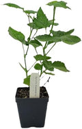 Greenwood Nursery: Live Berry Fruit Plants - Apache BlackBerry from Tissue Culture - [Qty: 2X 3.5 Pot] - (Click for Other Available Plants/Quantities) by GreenwoodNursery