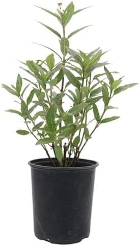 American Plant Exchange Live Milkweed Plant, Host for Monarch Butterflies, Plant Pot for Home and Garden Decor, 6" Pot by AmericanPlantExchange