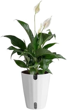 Costa Farms Peace Lily, Live Indoor Plant, Air Purifying, White Blooms by Unknown