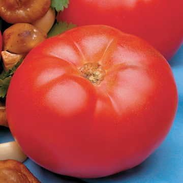 Park Seed Variety of Tomato Seeds, Beefmaster Hybrid, Pack of 30 by ParkSeed