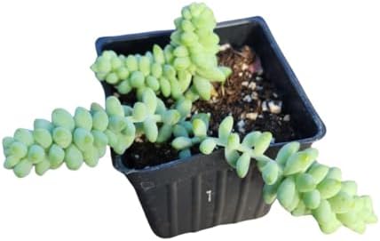 Smoke Camp Crafts Burro's Tail Succulent Plant, Sedum Morganianum, 2.5-inch Pot, Organic House Plant by SmokeCampCrafts