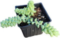 Smoke Camp Crafts Burro's Tail Succulent Plant, Sedum Morganianum, 2.5-inch Pot, Organic House Plant by SmokeCampCrafts
