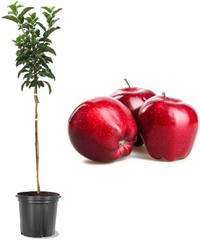 American Plant Exchange Live Red Delicious Apple Tree, Fruit-Bearing Plant Pot for Harvest and Home and Garden Decor, 3-4' Tall, 5-Gallon Pot by AmericanPlantExchange
