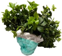 Pachysandra Terminalis Japanese Spurge Groundcover - 100 Bare Root Plants - Image 4