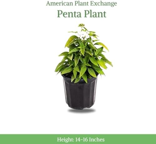 American Plant Exchange Penta 'White' – 6-Inch Pot – Live Flowering Plant with Bright White Star-Shaped Blooms, Heat-Tolerant Outdoor Annual for Gardens, Patios, Containers & Pollinator Landscapes - Image 2