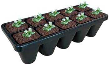 Laurentia Fluviatilis ‘Blue Star Creeper’ – Low-Growing Ground Cover with Soft Blue Flowers, Carpet-Forming Perennial for Pathways & Garden Beds (4.5" Pots/Flats of 10 / Flats of 10) - Image 5