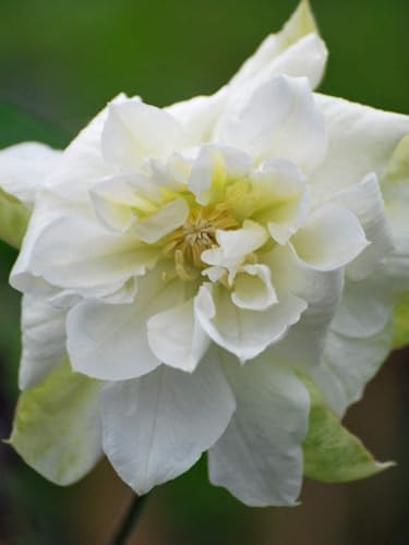 Perennial Farm Clematis 'Duchess of Edinburgh' Hybrid – Live Clematis Vine in 4 Quart Container, Elegant Double White Blooms, Long Blooming, Ideal for Trellises, Arbors & Classic Garden Displays by PerennialFarmMarketplace