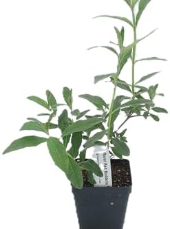 Greenwood Nursery: Live Shrub Plants - Royal Red Butterfly Bush + Buddleja/Buddleia Davidii - [Qty: 2X Pint Pots] - (Click for Other Available Plants/Quantities) - Image 2