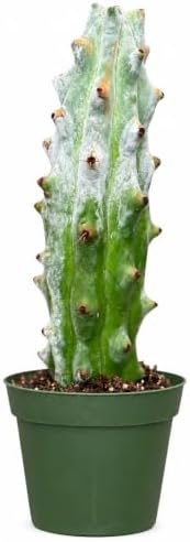 Ghost White Boobie Cactus Live Plant - Fully Rooted Rare Succulent Cutting by NYCitySucculents