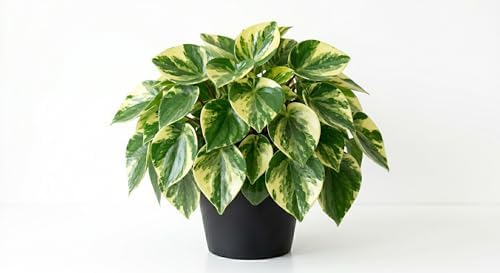 Variety of Peperomia Live Plant for Houseplant Tropical Shurb 4" Pot (Variegated Peperomia Plant) by Unknown
