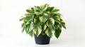 Variety of Peperomia Live Plant for Houseplant Tropical Shurb 4" Pot (Variegated Peperomia Plant) by Unknown
