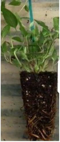 Jackmani Clematis Vine - Velvety-Purple - 2.5" Pot - Image 3