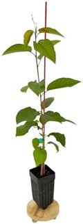 Sweetheart Cherry Tree - 1 Plant - Edible Grafted Fruit Tree by MicroStarts