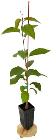 Sweetheart Cherry Tree - 1 Plant - Edible Grafted Fruit Tree by MicroStarts