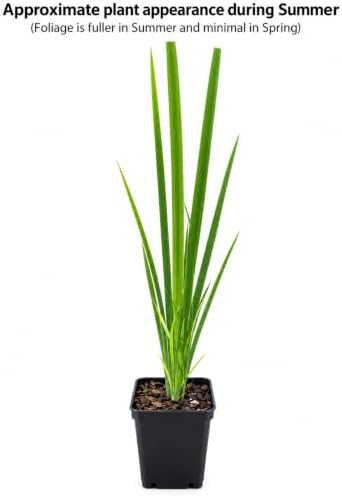 2 Blue Flag Iris Flower Live Plants - 3.5" Pots - Image 2