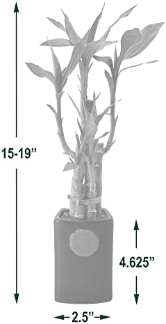 Arcadia Garden Products 5-Stem Lucky Bamboo, Live Indoor Plant in Contour II Ceramic Planter for Home, Work, or Gift, Blue ***Cannot Ship to Hawaii*** - Image 5