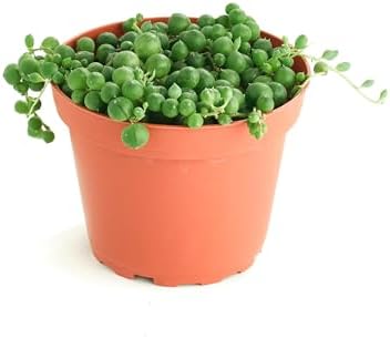 Shop Succulents String of Pearls Hanging Succulent, Senecio Rowleyanus, Fully Rooted Live 4" Succulent Plant, Low Maintenance Indoor Plant, Hardy Succulents, Trailing Succulents, Gift & Garden by ShopSucculents