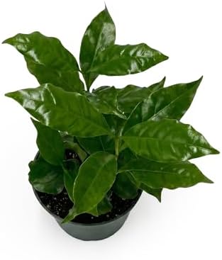 Live Coffee Arabica Plant - 'Coffee Tree' - ragnaroc Tropical Plant 6-12" Tall - 1ct - Live Arrival Guaranteed - House Plants for Home Décor & Gift - Image 5