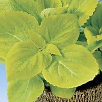 Park Seed Grow Your Own Coleus Seeds, Giant Exhibition Limelight with Large Chartreuse Foliage for Shade Gardens and Containers, Pack of 100 - Image 3