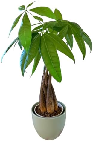 Money Tree Live Plant | 14-22 Inches Tall Bonsai | Easy to Grow Indoor Houseplant | Home, Office, or Room Decor | Birthday, Housewarming Gift (Sage) - Image 2
