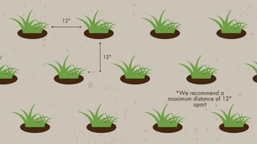 Zoysia Plugs - 100 Full Zoysia Grass Plugs | Mature Roots | Individually Grown - Image 5