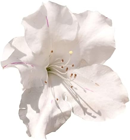 2g Encore Azalea Autumn Lily Shrub - Image 2